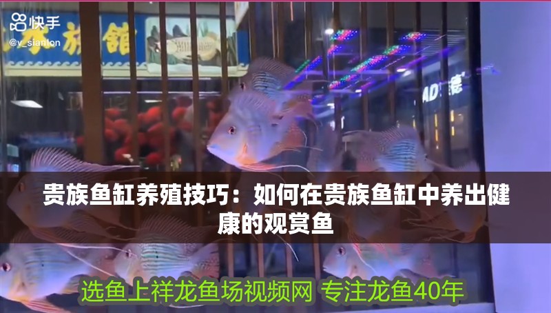 貴族魚缸養殖技巧：如何在貴族魚缸中養出健康的觀賞魚