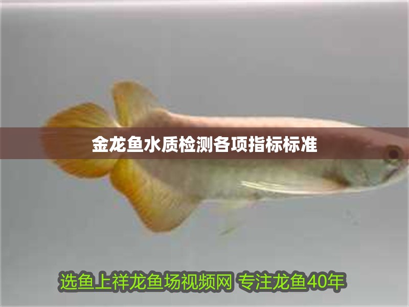 金龍魚(yú)水質(zhì)檢測(cè)各項(xiàng)指標(biāo)標(biāo)準(zhǔn)