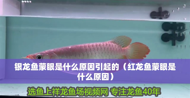 銀龍魚蒙眼是什么原因引起的（紅龍魚蒙眼是什么原因）