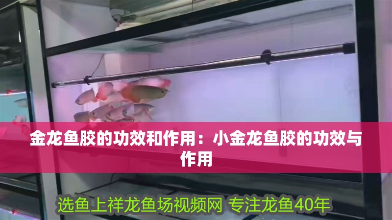 金龍魚膠的功效和作用：小金龍魚膠的功效與作用