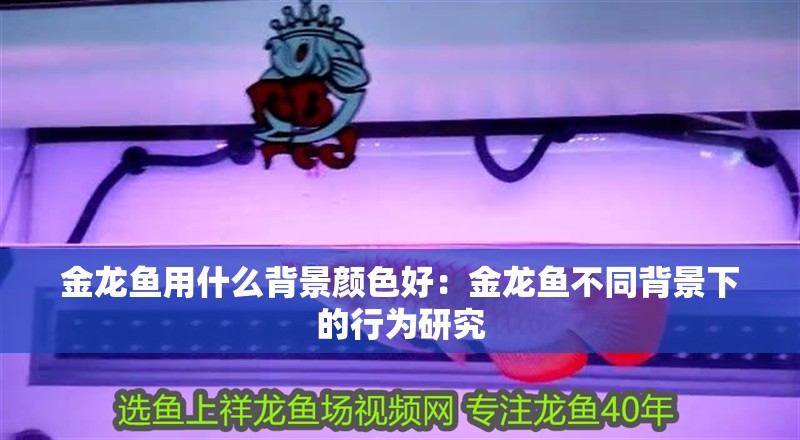 金龍魚用什么背景顏色好：金龍魚不同背景下的行為研究