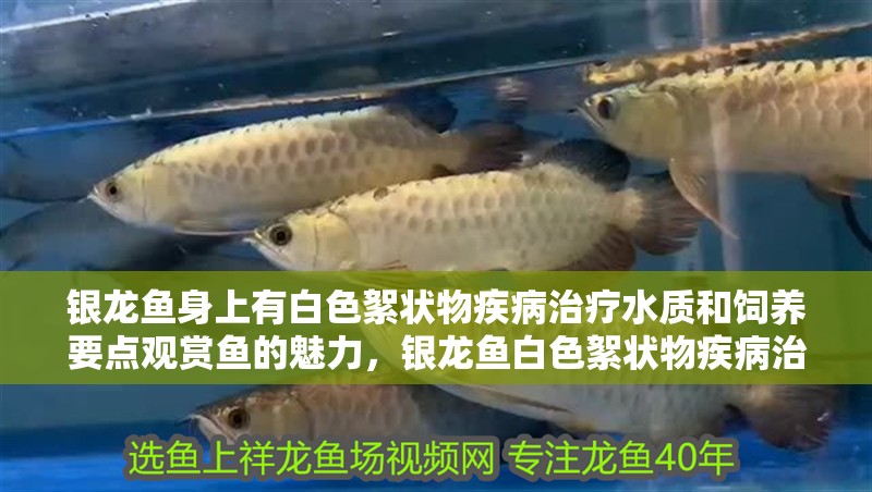 銀龍魚身上有白色絮狀物疾病治療水質和飼養要點觀賞魚的魅力，銀龍魚白色絮狀物疾病治療