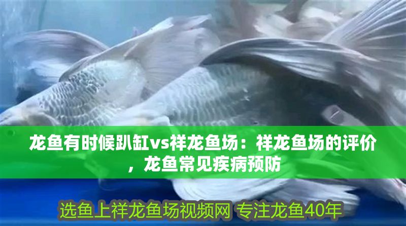 龍魚有時候趴缸vs祥龍魚場：祥龍魚場的評價，龍魚常見疾病預防