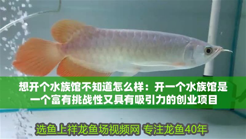 想開個水族館不知道怎么樣：開一個水族館是一個富有挑戰性又具有吸引力的創業項目 想開個水族館不知道怎么樣：開一個水族館是一個富有挑戰性又具有吸引力的創業項目 水族館百科（水族館加盟） 第1張
