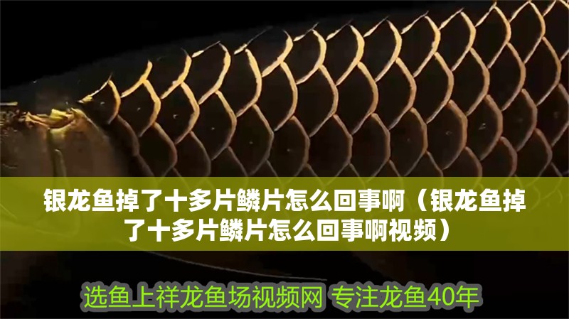 銀龍魚掉了十多片鱗片怎么回事啊（銀龍魚掉了十多片鱗片怎么回事啊視頻） 銀龍魚掉了十多片鱗片怎么回事啊（銀龍魚掉了十多片鱗片怎么回事啊視頻） 銀龍魚百科