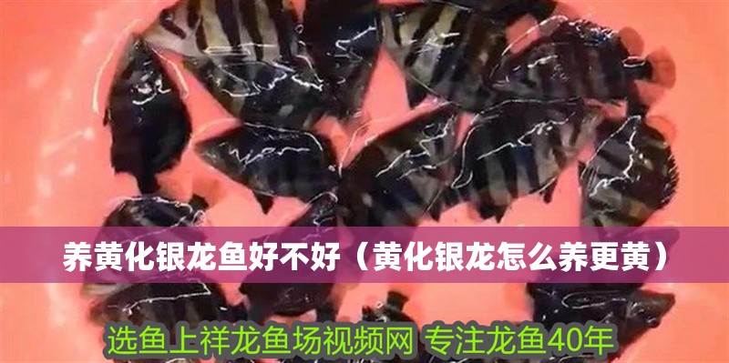 養黃化銀龍魚好不好（黃化銀龍怎么養更黃）
