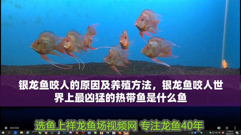 銀龍魚咬人的原因及養殖方法，銀龍魚咬人世界上最兇猛的熱帶魚是什么魚 銀龍魚咬人的原因及養殖方法，銀龍魚咬人世界上最兇猛的熱帶魚是什么魚 銀龍魚百科