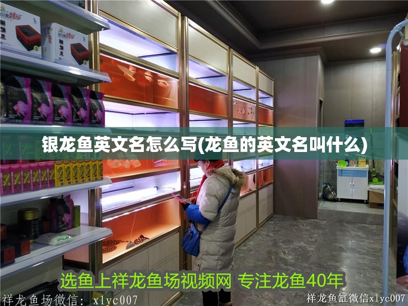 銀龍魚英文名怎么寫(龍魚的英文名叫什么) 銀龍魚英文名怎么寫(龍魚的英文名叫什么) 銀龍魚百科