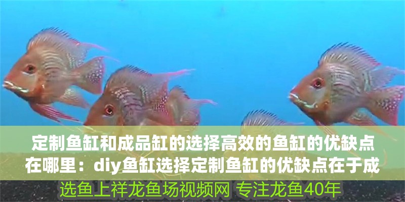 定制魚缸和成品缸的選擇高效的魚缸的優(yōu)缺點(diǎn)在哪里：diy魚缸選擇定制魚缸的優(yōu)缺點(diǎn)在于成品缸的優(yōu)缺點(diǎn)