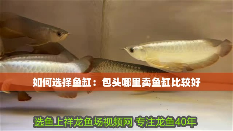 如何選擇魚缸：包頭哪里賣魚缸比較好
