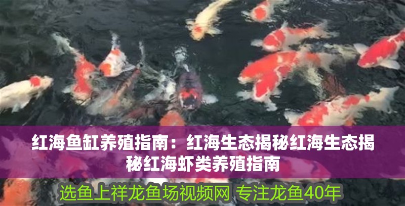 紅海魚缸養殖指南：紅海生態揭秘紅海生態揭秘紅海蝦類養殖指南 紅海魚缸養殖指南：紅海生態揭秘紅海生態揭秘紅海蝦類養殖指南 魚缸百科