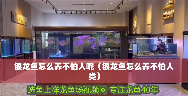 銀龍魚怎么養不怕人呢（銀龍魚怎么養不怕人類）