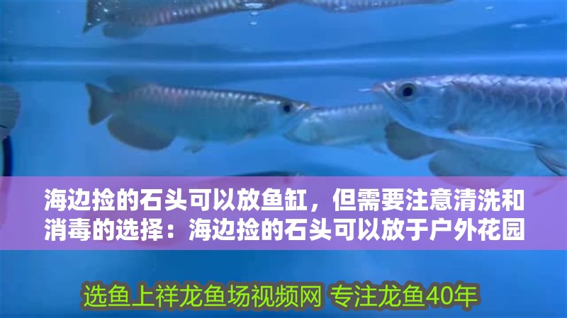 海邊撿的石頭可以放魚缸，但需要注意清洗和消毒的選擇：海邊撿的石頭可以放于戶外花園或其他裝飾用途也是一個不錯的選擇 海邊撿的石頭可以放魚缸，但需要注意清洗和消毒的選擇：海邊撿的石頭可以放于戶外花園或其他裝飾用途也是一個不錯的選擇 魚缸百科