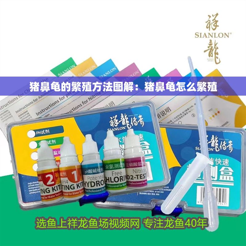 豬鼻龜的繁殖方法圖解：豬鼻龜怎么繁殖 豬鼻龜的繁殖方法圖解：豬鼻龜怎么繁殖 豬鼻龜百科 第1張