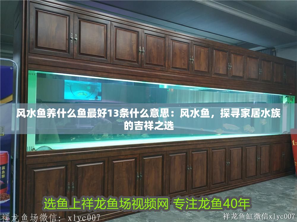 風水魚養什么魚最好13條什么意思：風水魚，探尋家居水族的吉祥之選