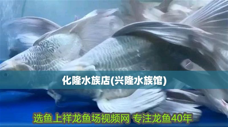 化隆水族店(興隆水族館)