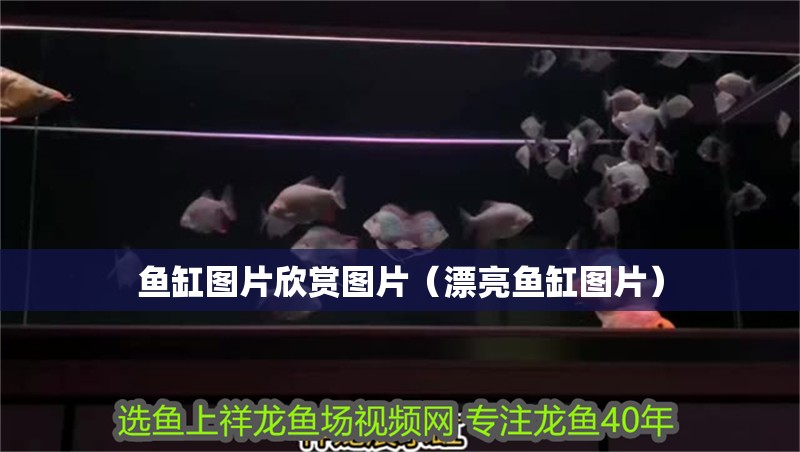 魚缸圖片欣賞圖片（漂亮魚缸圖片）