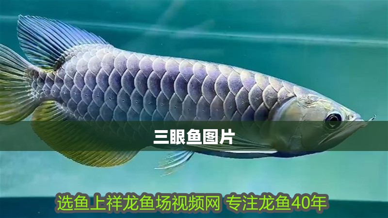 三眼魚圖片 三眼魚圖片 龍魚論壇