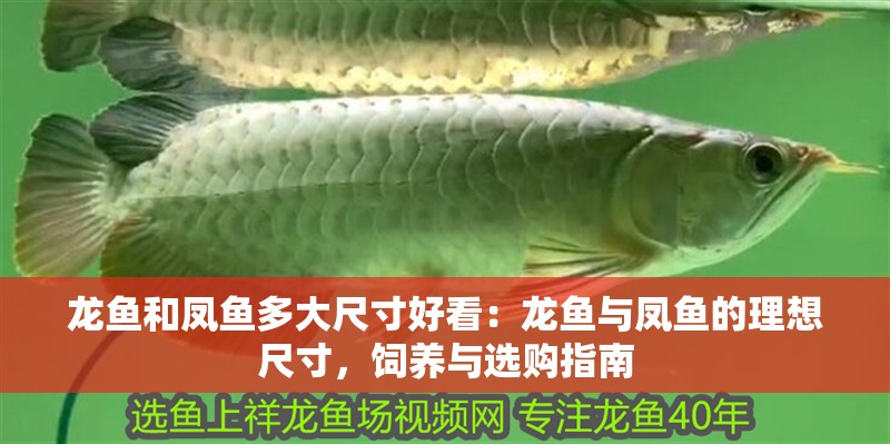 龍魚和鳳魚多大尺寸好看：龍魚與鳳魚的理想尺寸，飼養(yǎng)與選購指南