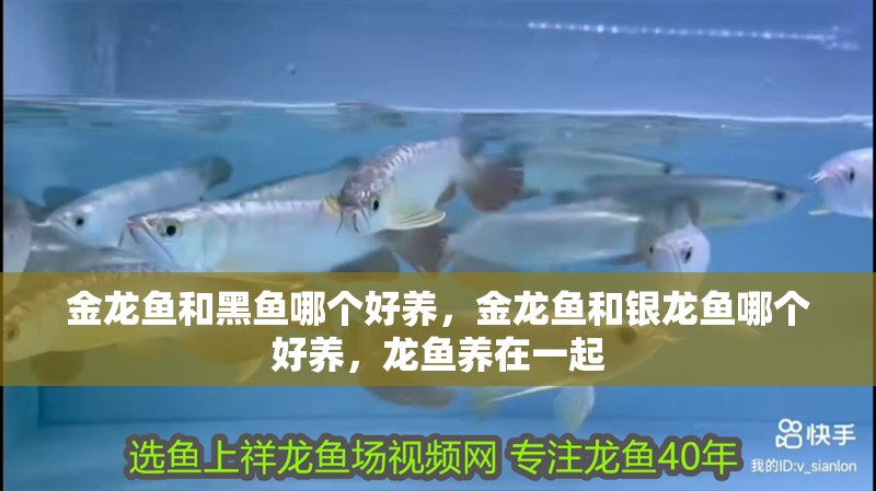 金龍魚和黑魚哪個好養，金龍魚和銀龍魚哪個好養，龍魚養在一起