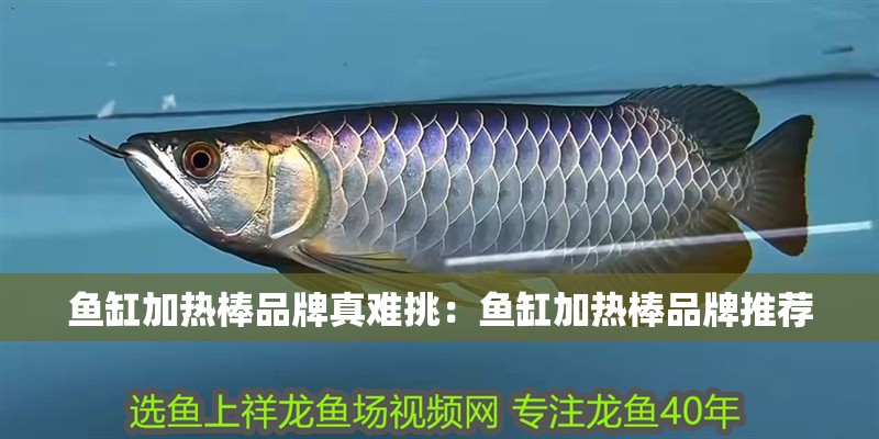 魚缸加熱棒品牌真難挑：魚缸加熱棒品牌推薦