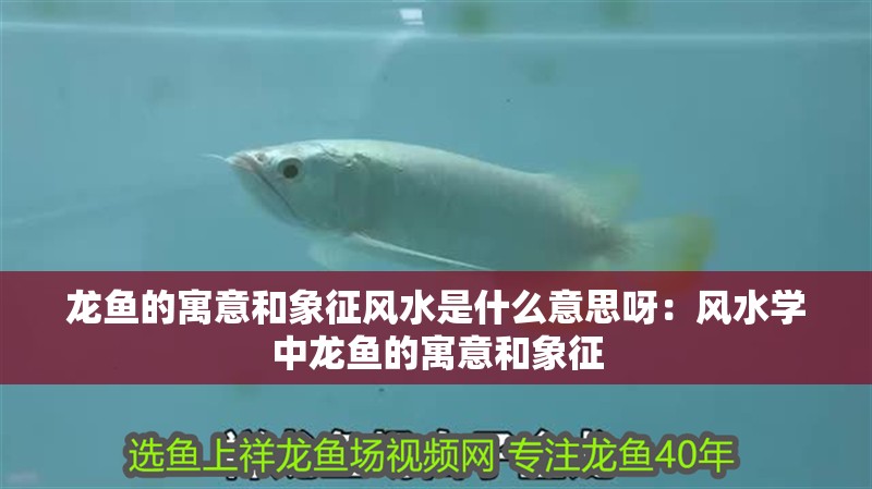 龍魚(yú)的寓意和象征風(fēng)水是什么意思呀：風(fēng)水學(xué)中龍魚(yú)的寓意和象征