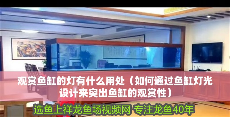 觀賞魚缸的燈有什么用處（如何通過魚缸燈光設(shè)計來突出魚缸的觀賞性）