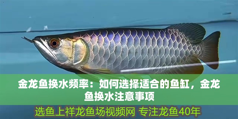 金龍魚換水頻率：如何選擇適合的魚缸，金龍魚換水注意事項
