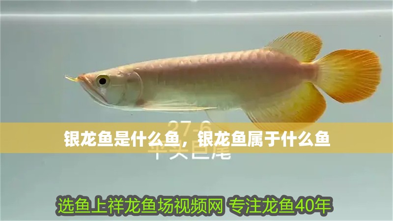 銀龍魚是什么魚，銀龍魚屬于什么魚