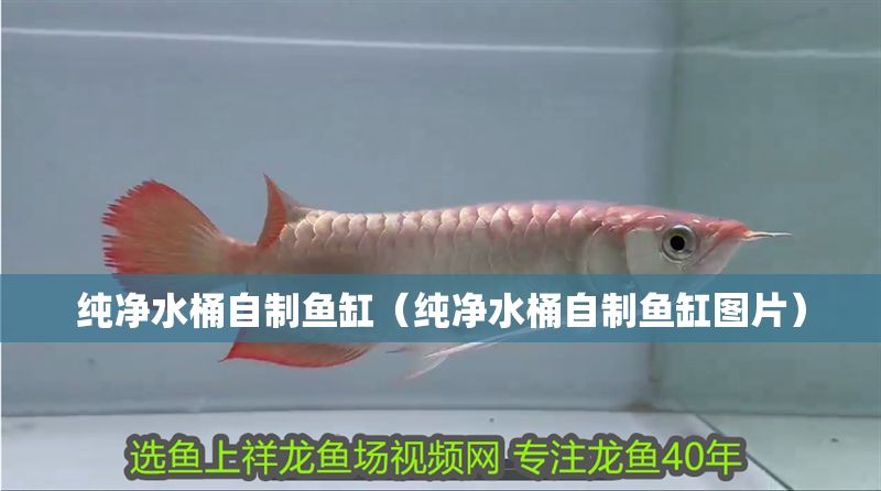 純凈水桶自制魚缸（純凈水桶自制魚缸圖片）