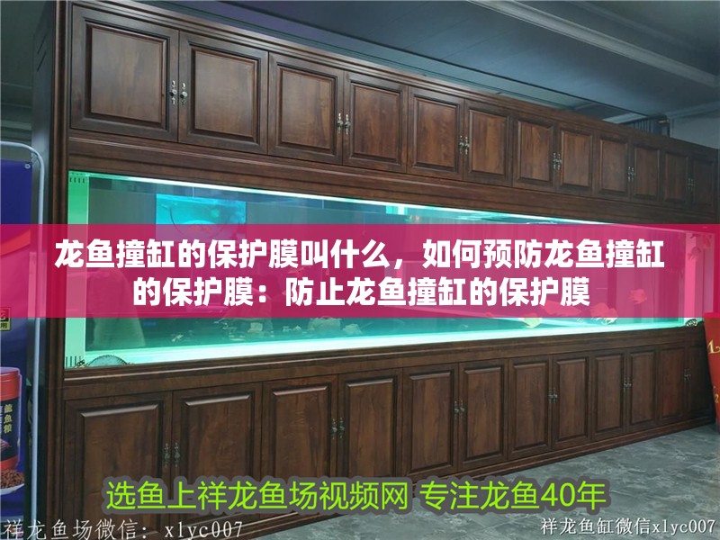 龍魚撞缸的保護(hù)膜叫什么，如何預(yù)防龍魚撞缸的保護(hù)膜：防止龍魚撞缸的保護(hù)膜