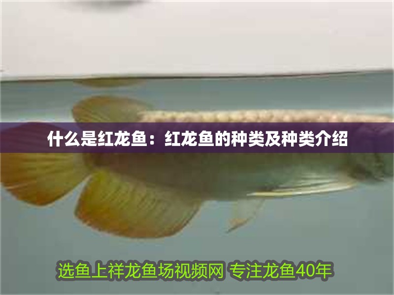 什么是紅龍魚：紅龍魚的種類及種類介紹 什么是紅龍魚：紅龍魚的種類及種類介紹 龍魚百科