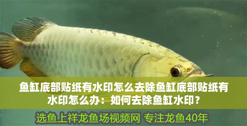 魚缸底部貼紙有水印怎么去除魚缸底部貼紙有水印怎么辦：如何去除魚缸水印？