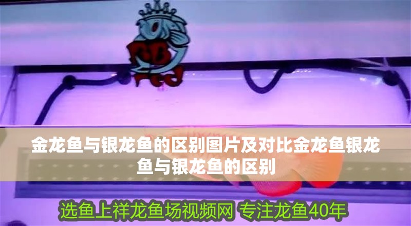 金龍魚與銀龍魚的區別圖片及對比金龍魚銀龍魚與銀龍魚的區別 金龍魚與銀龍魚的區別圖片及對比金龍魚銀龍魚與銀龍魚的區別 銀龍魚百科