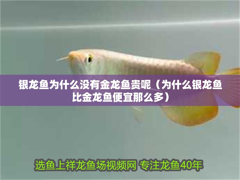 銀龍魚為什么沒有金龍魚貴呢（為什么銀龍魚比金龍魚便宜那么多）