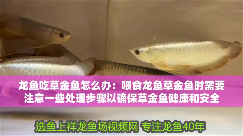 龍魚吃草金魚怎么辦：喂食龍魚草金魚時(shí)需要注意一些處理步驟以確保草金魚健康和安全