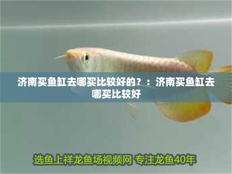 濟(jì)南買魚缸去哪買比較好的？：濟(jì)南買魚缸去哪買比較好