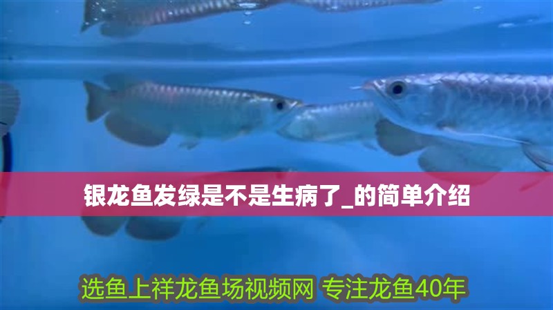 銀龍魚發綠是不是生病了_的簡單介紹 銀龍魚發綠是不是生病了_的簡單介紹 銀龍魚百科