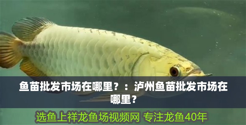 魚苗批發市場在哪里？：瀘州魚苗批發市場在哪里？
