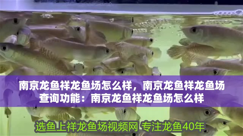南京龍魚祥龍魚場怎么樣，南京龍魚祥龍魚場查詢功能：南京龍魚祥龍魚場怎么樣