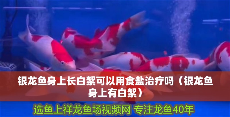 銀龍魚身上長白絮可以用食鹽治療嗎（銀龍魚身上有白絮）