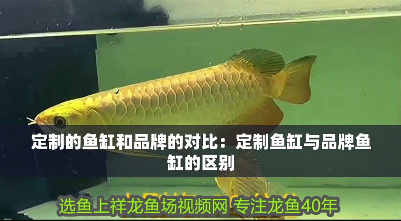 定制的魚缸和品牌的對比：定制魚缸與品牌魚缸的區別
