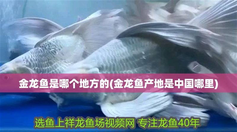 金龍魚是哪個地方的(金龍魚產地是中國哪里)