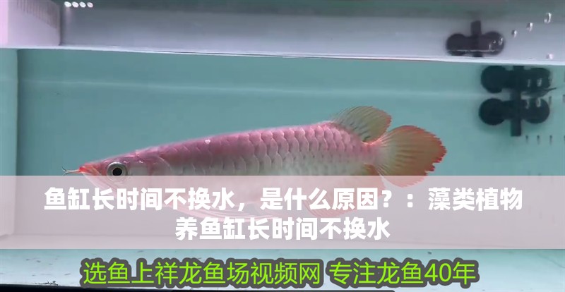 魚缸長時間不換水，是什么原因？：藻類植物養魚缸長時間不換水