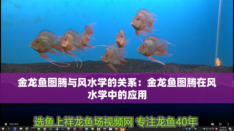 金龍魚圖騰與風水學的關系：金龍魚圖騰在風水學中的應用