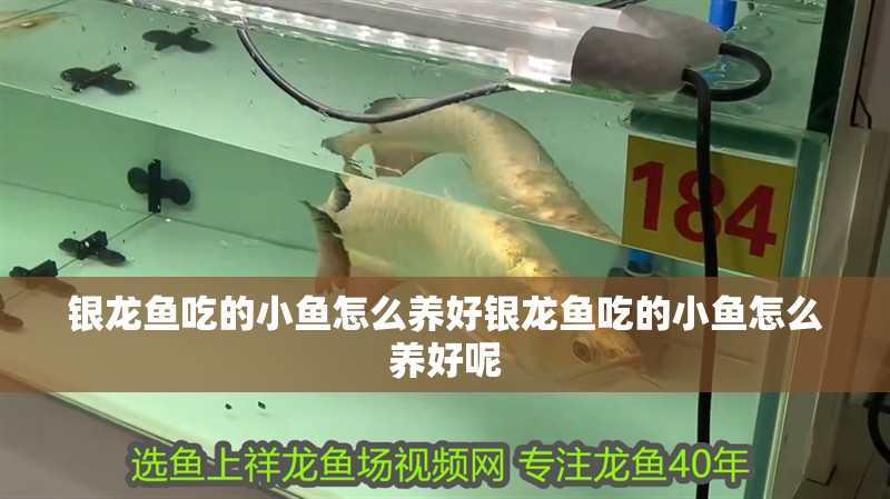 銀龍魚吃的小魚怎么養好銀龍魚吃的小魚怎么養好呢