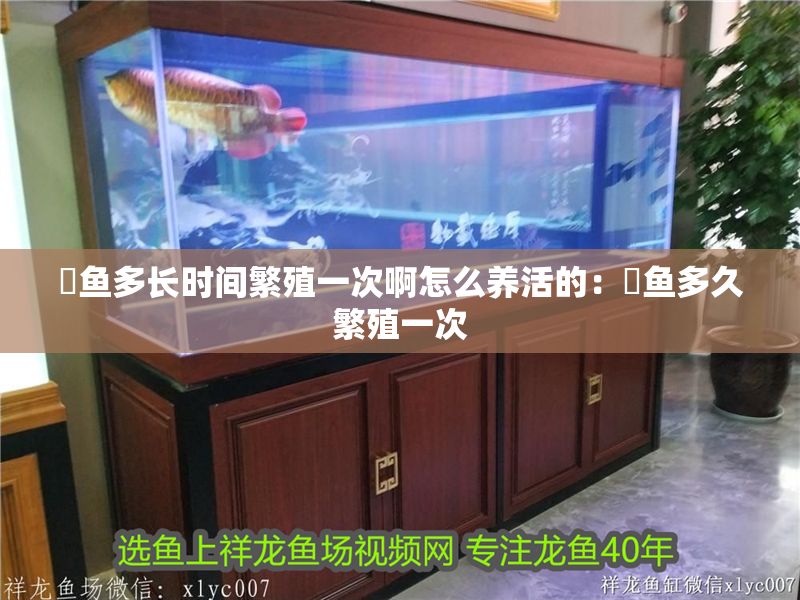 魟魚多長時間繁殖一次啊怎么養活的：魟魚多久繁殖一次 魟魚多長時間繁殖一次啊怎么養活的：魟魚多久繁殖一次 魟魚百科 第2張