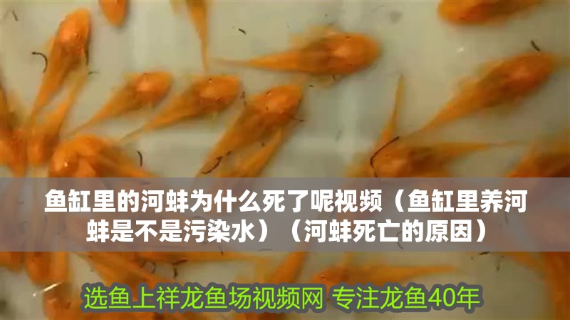 魚缸里的河蚌為什么死了呢視頻（魚缸里養河蚌是不是污染水）（河蚌死亡的原因）