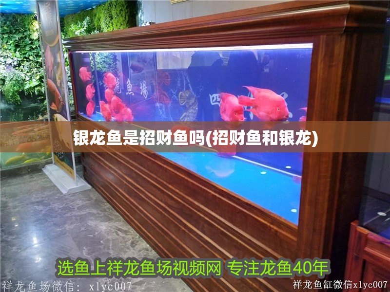 銀龍魚是招財魚嗎(招財魚和銀龍)