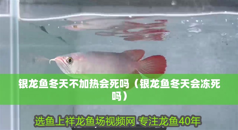 銀龍魚冬天不加熱會死嗎（銀龍魚冬天會凍死嗎）